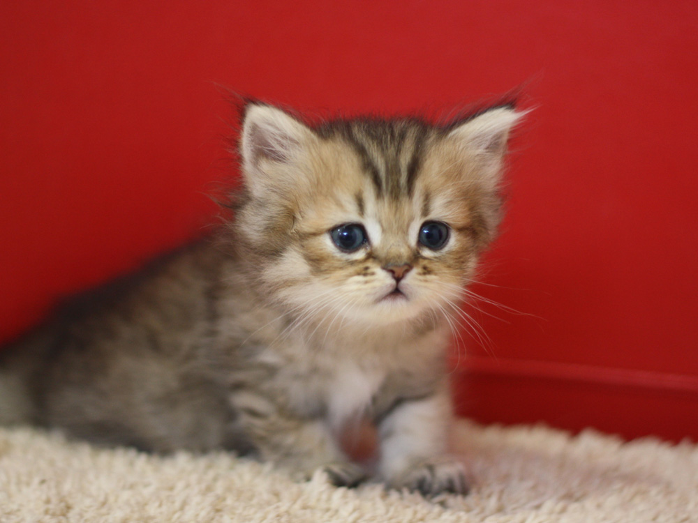 ペルシャチンチラの子猫