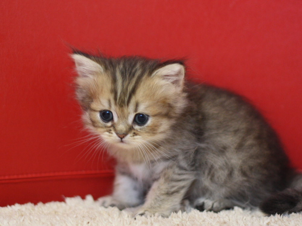 ペルシャチンチラの子猫
