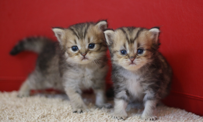 ペルシャチンチラの子猫