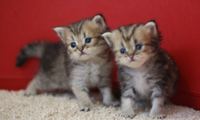 ペルシャチンチラの子猫