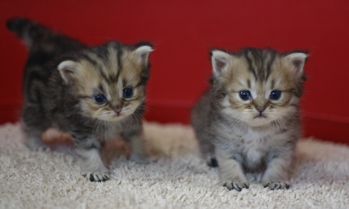 ペルシャチンチラの子猫