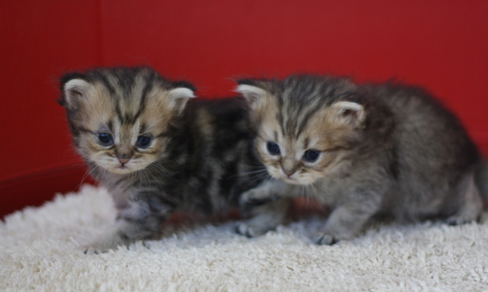 ペルシャチンチラの子猫