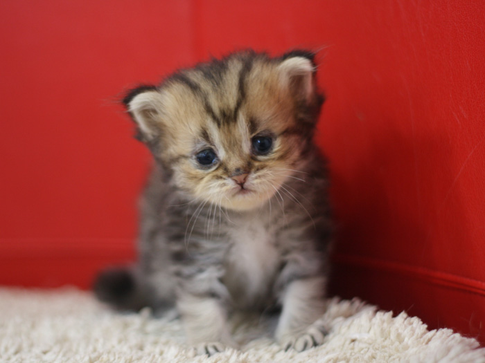 ペルシャチンチラの子猫
