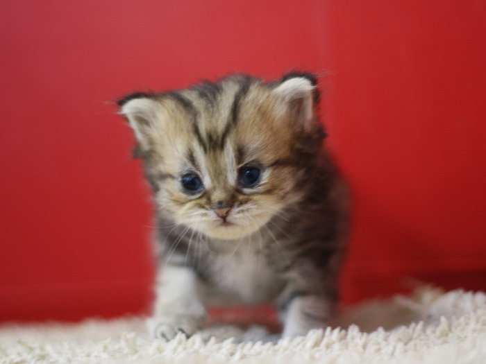 ペルシャチンチラの子猫