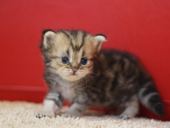 ペルシャチンチラの子猫