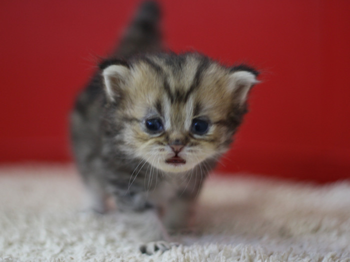 ペルシャチンチラの子猫