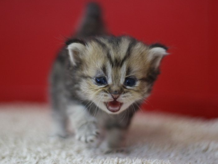 ペルシャチンチラの子猫
