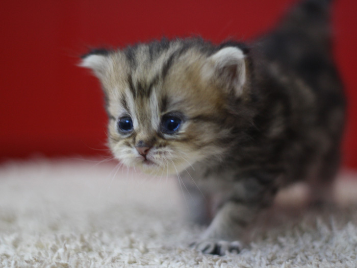 ペルシャチンチラの子猫