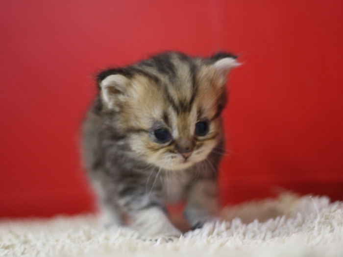ペルシャチンチラの子猫