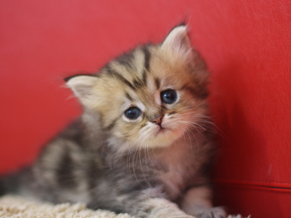 ペルシャチンチラの子猫