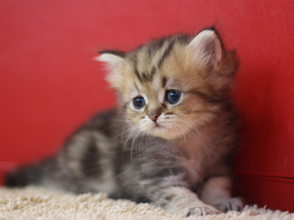ペルシャチンチラの子猫