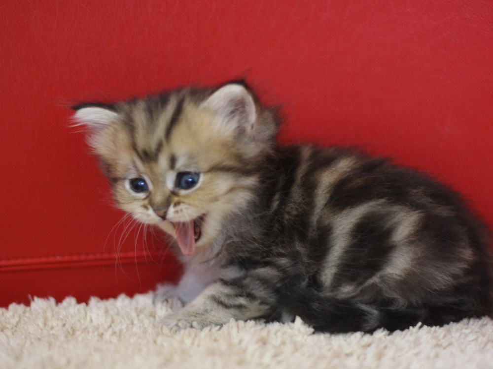 ペルシャチンチラの子猫