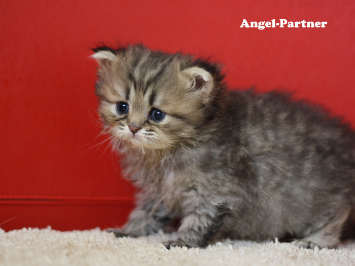 ペルシャチンチラの子猫