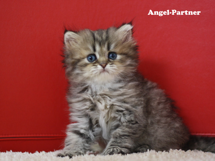 ペルシャチンチラの子猫