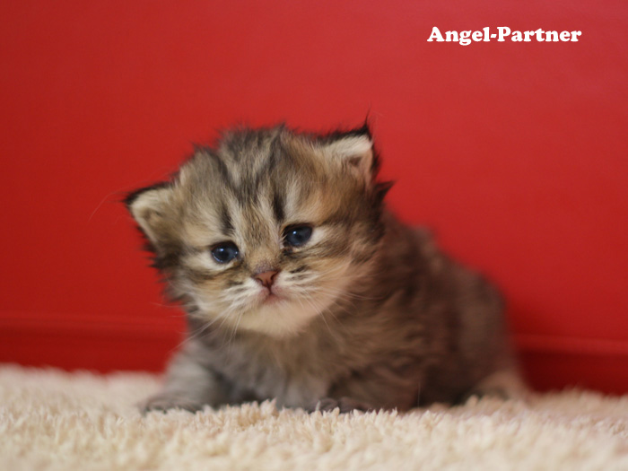 ペルシャチンチラの子猫
