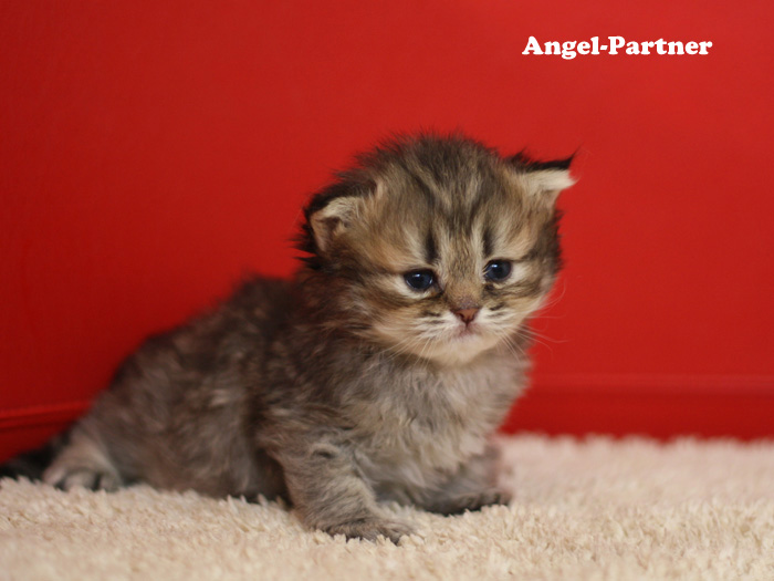 ペルシャチンチラの子猫