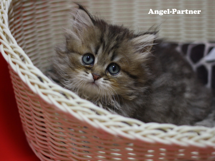 ペルシャチンチラの子猫