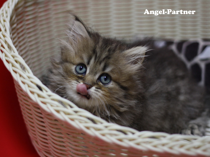 ペルシャチンチラの子猫
