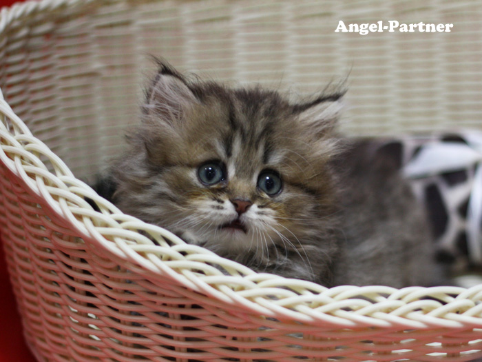 ペルシャチンチラの子猫