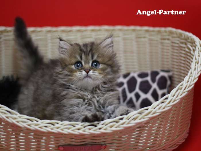ペルシャチンチラの子猫