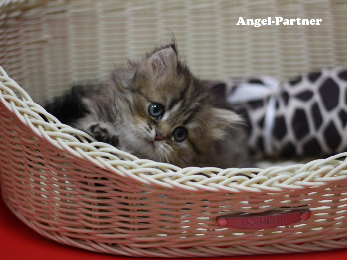 ペルシャチンチラの子猫