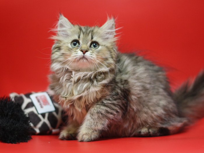 ペルシャチンチラの子猫