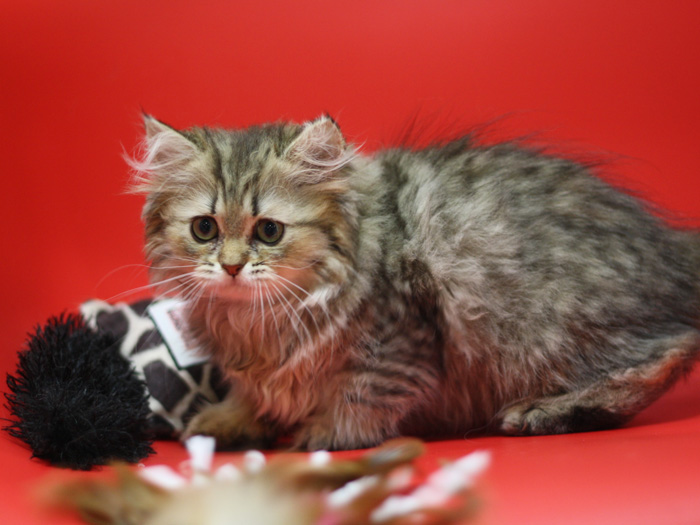 ペルシャチンチラの子猫