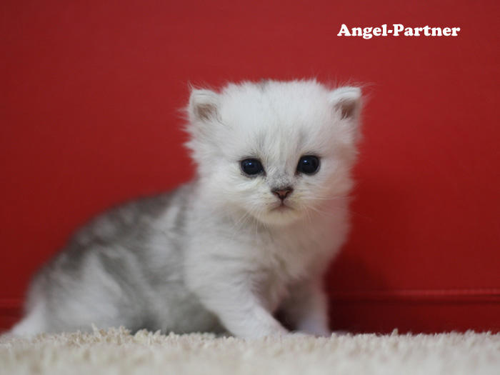 ペルシャチンチラの子猫