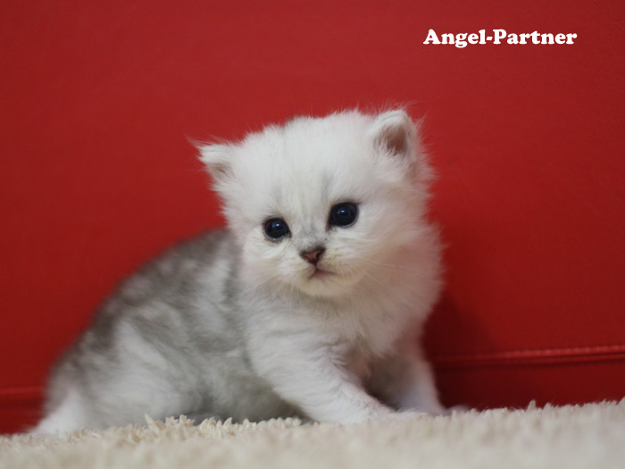 ペルシャチンチラの子猫
