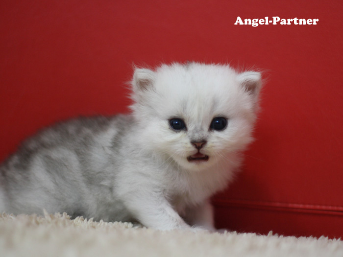 ペルシャチンチラの子猫