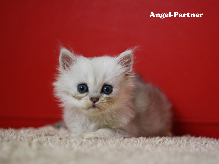 ペルシャチンチラの子猫
