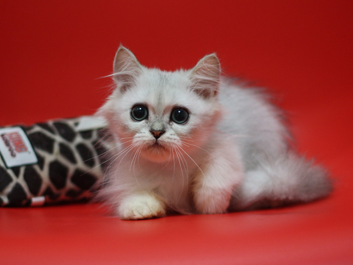 ペルシャチンチラの子猫