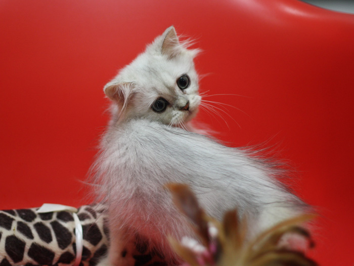 ペルシャチンチラの子猫