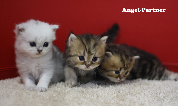 ペルシャチンチラの子猫