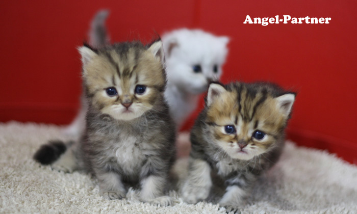 ペルシャチンチラの子猫
