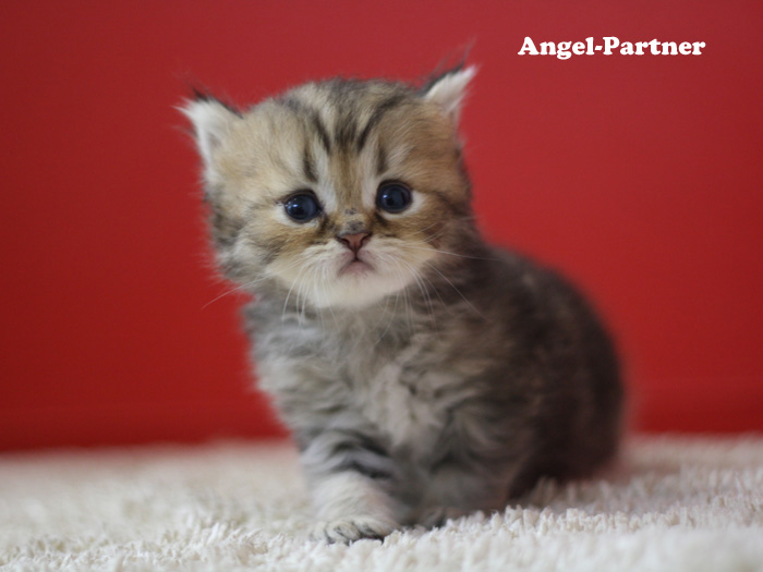 ペルシャチンチラの子猫