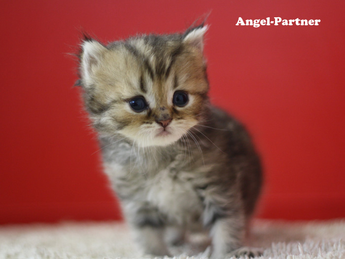 ペルシャチンチラの子猫