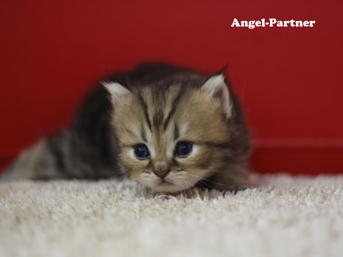 ペルシャチンチラの子猫