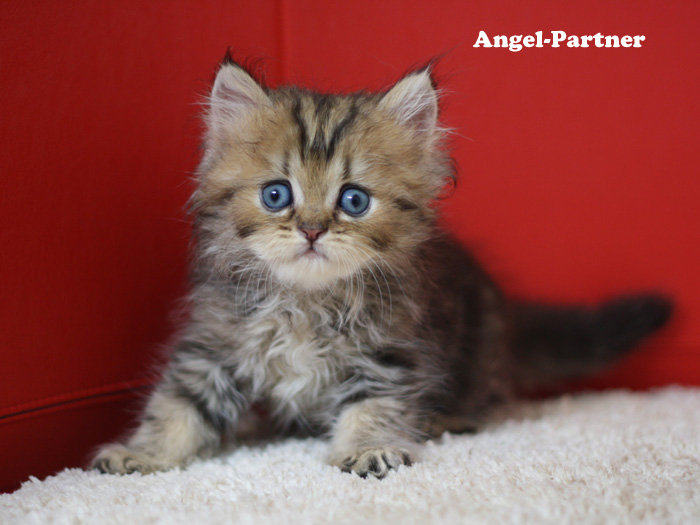 ペルシャチンチラの子猫