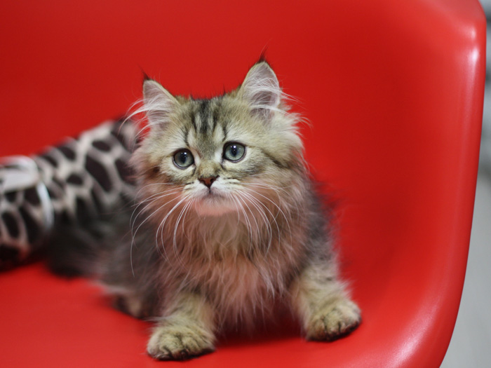 ペルシャチンチラの子猫