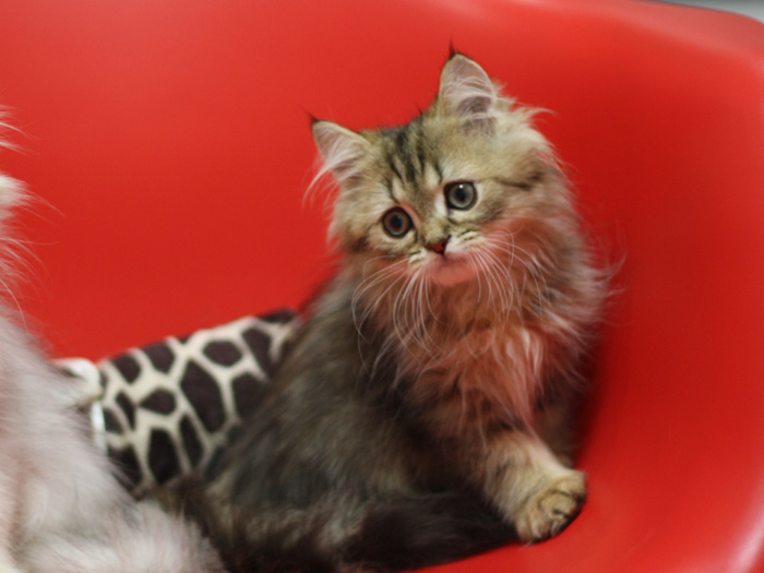 ペルシャチンチラの子猫