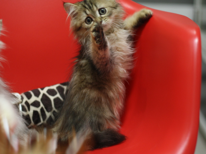 ペルシャチンチラの子猫