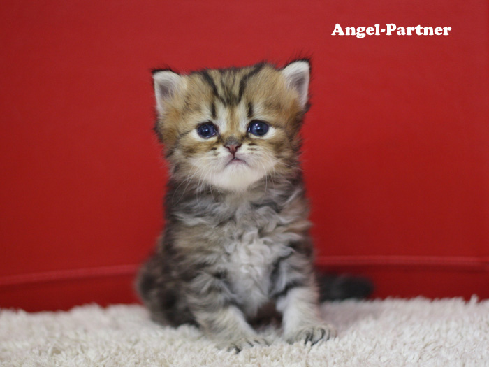 ペルシャチンチラの子猫