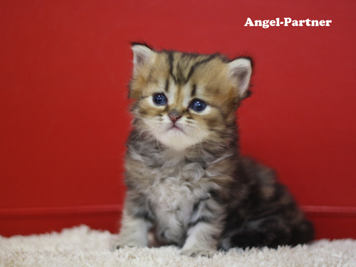 ペルシャチンチラの子猫