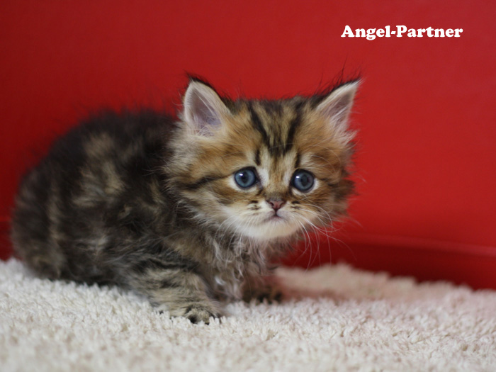 ペルシャチンチラの子猫