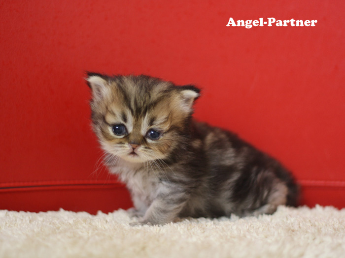 ペルシャチンチラの子猫