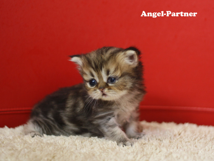 ペルシャチンチラの子猫