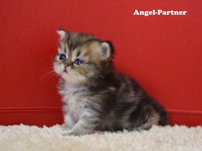 ペルシャチンチラの子猫