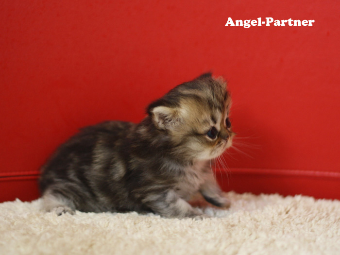 ペルシャチンチラの子猫