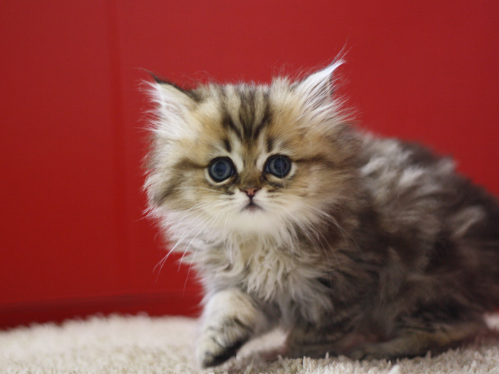 ペルシャチンチラの子猫